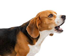 Beagle dog barking with mouth open, isolated on white background
