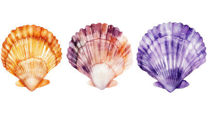 Watercolor scallops showing vibrant colors on transparent background
