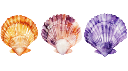 Watercolor scallops showing vibrant colors on transparent background