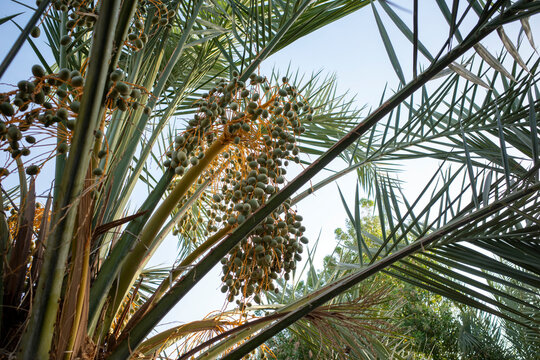 ates Palm Tree (Phoenix dactylifera L) with raw fruits, in Saudi Arabia. Natural wallpaper