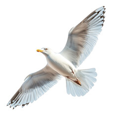 Fototapeta premium seagull in flight isolated on transparent background
