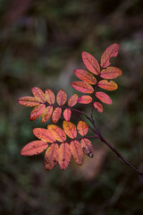 Autumn Rose Leaves with Rain Droplets 