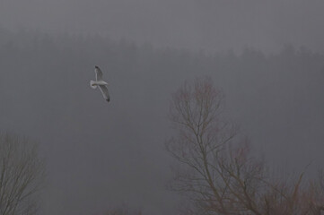 Seagull circling the fog over the lake