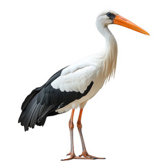 Fototapeta premium stork birds isolated on transparent background
