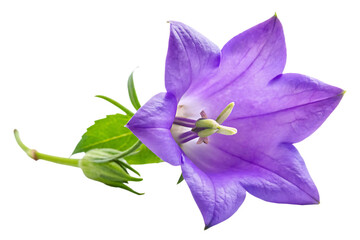 campanula flower isolated on transparent