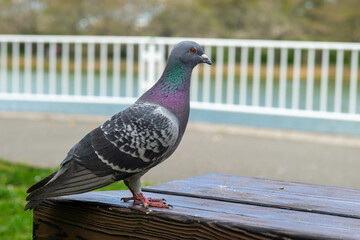 公園のベンチにいる鳩