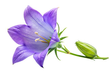 campanula flower image isolated on transparent