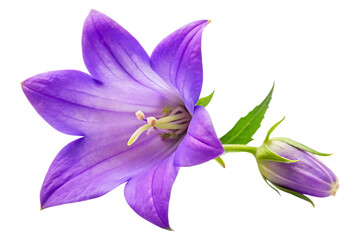 campanula flower image isolated on transparent