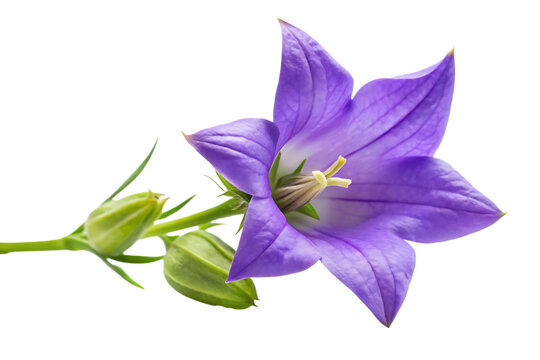 campanula flower image isolated on transparent background