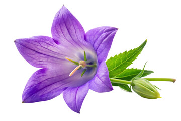 campanula flower image isolated on transparent background