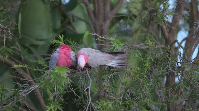 Two galahs preening in a tree