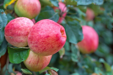 Apples on a tree. Close-up.