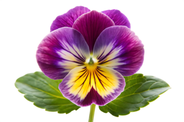 pansy flower isolated on transparent background