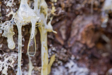 Resin on the surface of a coniferous tree.