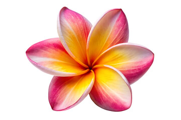 Fototapeta premium plumeria frangipani flower
