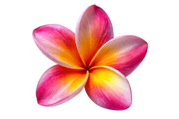 Fototapeta premium plumeria frangipani flower