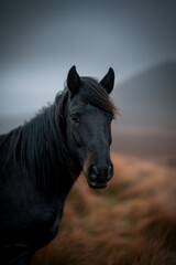 Obraz premium Icelandic Horse in Motion: A small but sturdy Icelandic horse, with its long mane flowing. The background features rugged volcanic terrain with moss-covered rocks and a dramatic cloudy sky. 