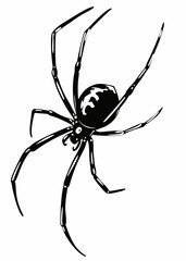 Detailed Spider Illustration with Long Legs and Distinct Body Features