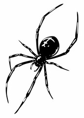 Detailed Spider Illustration with Long Legs and Distinct Body Features