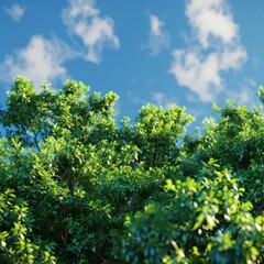 Obraz premium Vibrant Canopy of Green Tree Tops