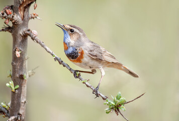 robin on a branch