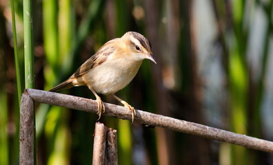 robin perched on a fence
