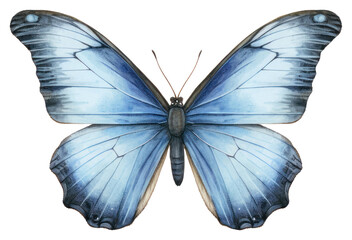 Obraz premium PNG Blue butterfly illustration drawing insect.