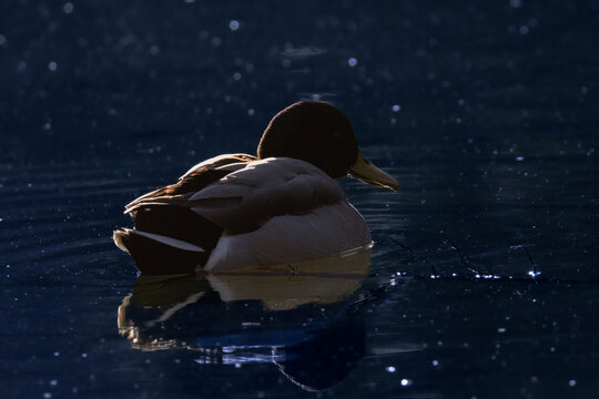 mallard duck on the surface of a pond in the morning light