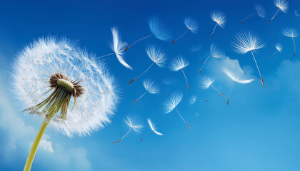Obraz premium dandelion with seeds blowing away blue sky
