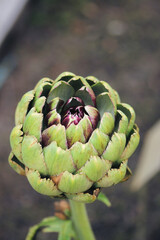 Artichoke Close Up (Cynara scolymus)