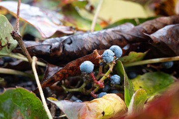 Grape ivy (parthenocissus tricuspidata) plant with purple fruit in rain