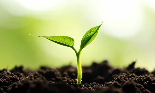 Green sprouts growing in fertile soil under sunlight, concept of plant growth and sustainability