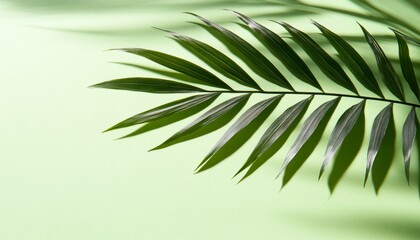 Close up view of a vibrant green leaf with delicate texture against a pale green background, featuring soft light and shadow play creating a serene