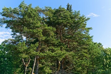  Treetops in a pine forest on Konevets Island.                              