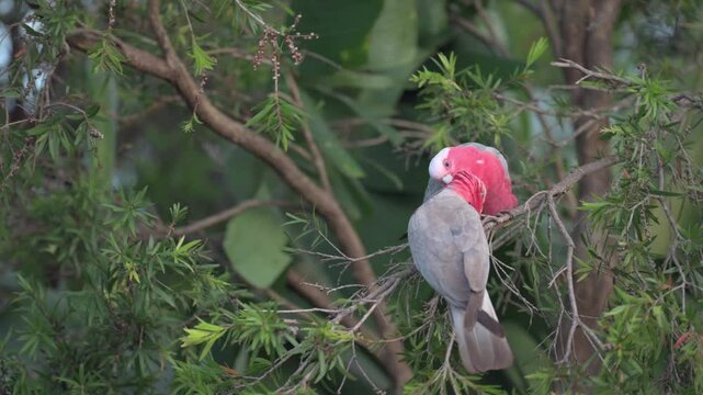 Two galahs preening in a tree