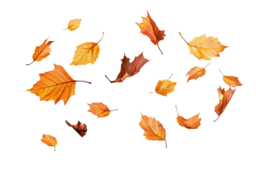 Colorful Autumn Leaves in Motion on Transparent Background, A vibrant collection of autumn leaves