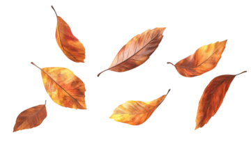 Colorful Autumn Leaves in Motion on Transparent Background, A vibrant collection of autumn leaves