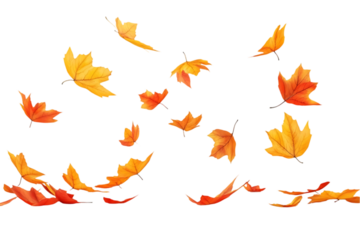 Colorful Autumn Leaves in Motion on Transparent Background, A vibrant collection of autumn leaves