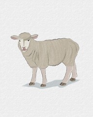 Animal Watercolor Illustration of Sheep in White Background