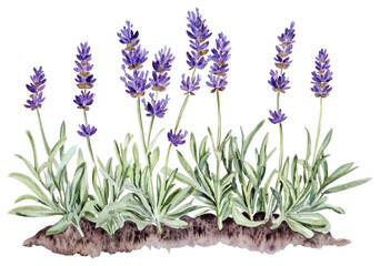 Fototapeta premium PNG Lavender lavender plant illustration.
