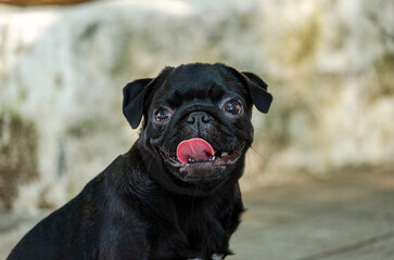 portrait of a dog