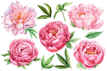 Pink peonies flowers set isolated white background. Watercolor botanical painting for floral design. Floral Arrangement © Hanna