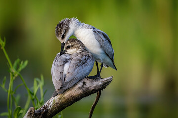 Two birds nestled together on a branch in a tranquil, green setting during early morning light