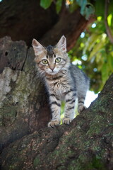 cat on the tree