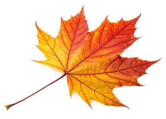 Fototapeta premium Fallen leave isolated on a transparent background.