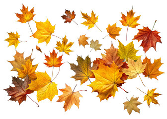 Fototapeta premium Fallen leaves isolated on a transparent background.