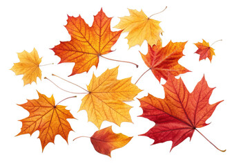  Fallen leaves isolated on a transparent background.