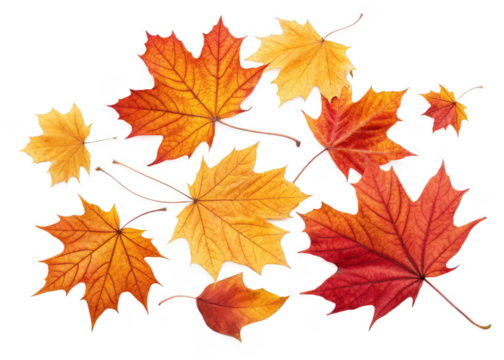  Fallen leaves isolated on a transparent background.