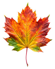 Fototapeta premium autumn maple leaf