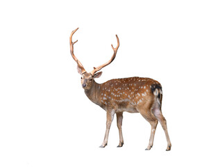 male European fallow deer isolated on a white background